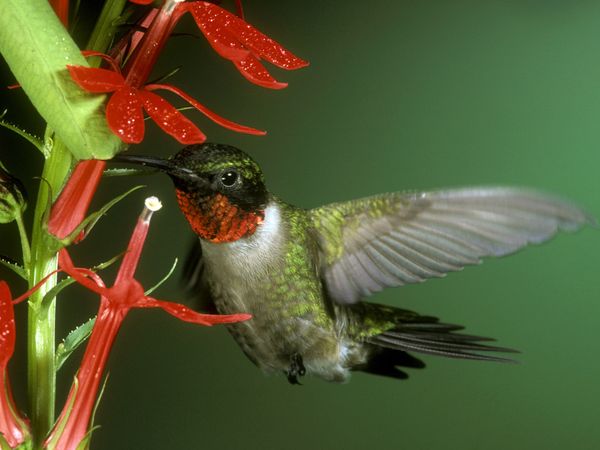 Humming Bird Wings beating about 53 times per second